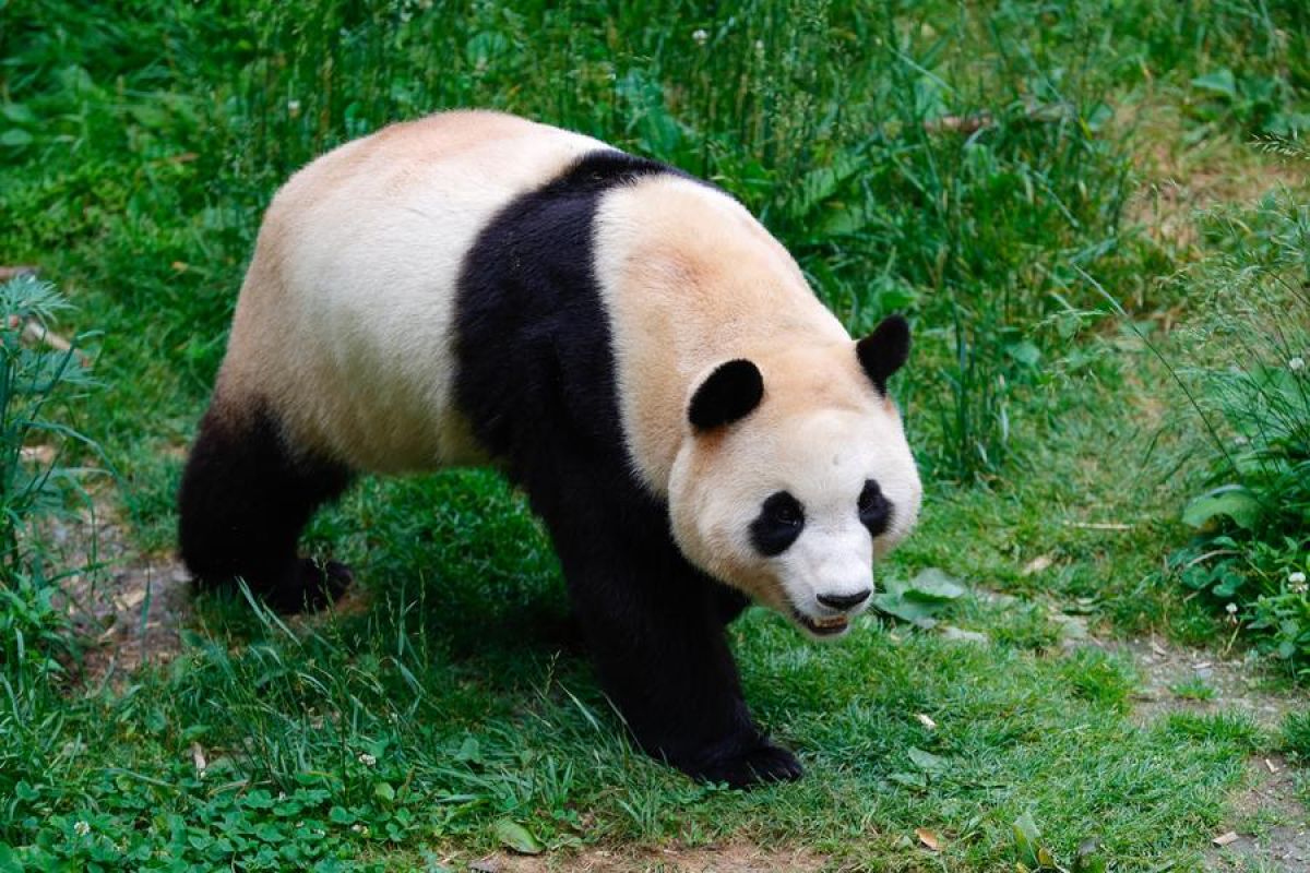 Panda Fu Bao akan menyapa publik China pada Juni sepulang dari Korsel