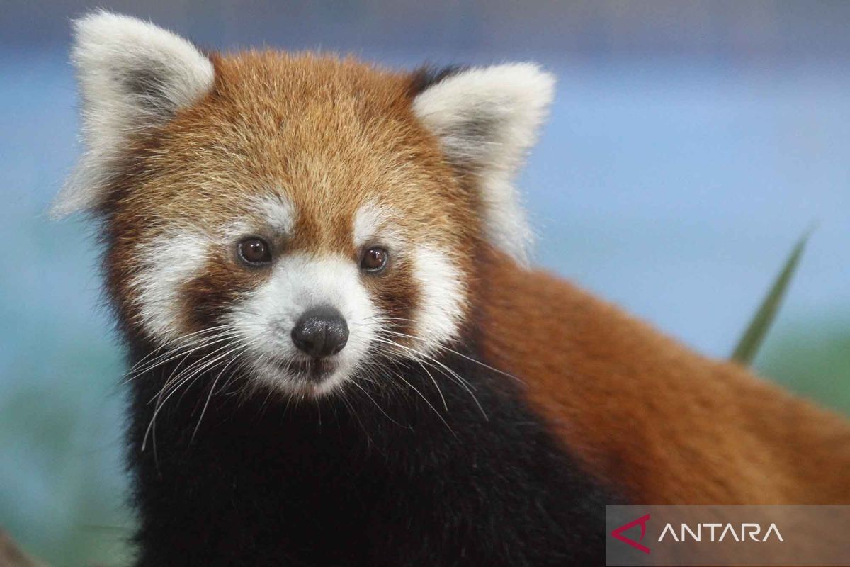 Kaito, panda merah asal Jepang jadi tambahan koleksi satwa Jatim Park II